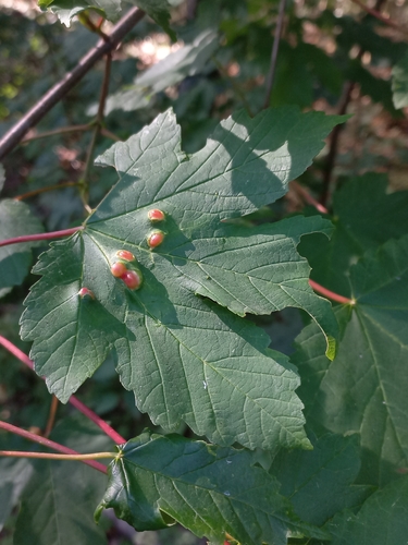 Maple gall wasp