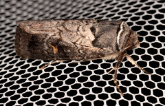 Proteuxoa restituta