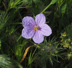 Erodium gruinum