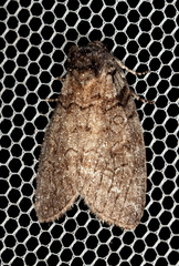 Discophlebia celaena