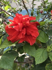 Hibiscus rosa-sinensis