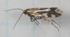 Greya variabilis