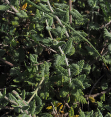 Scutellaria tomentosa