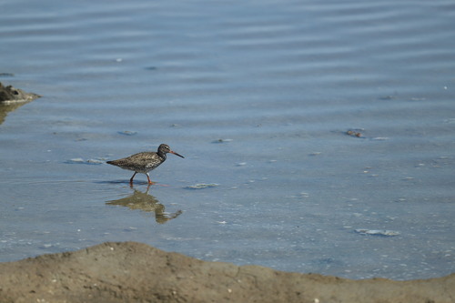 iNaturalist image