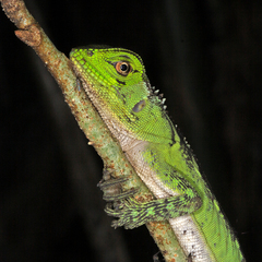 Enyalioides laticeps