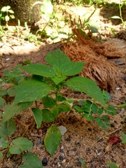 Acalypha indica