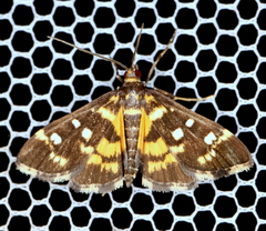 Diathrausta ochreipennis