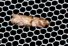 Hypargyria metalliferella