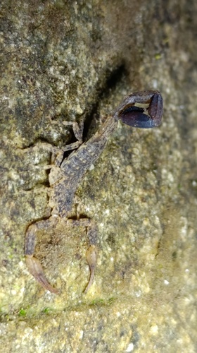 Tityus mattogrossensis