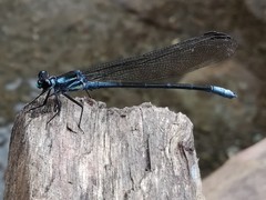 Bayadera brevicauda