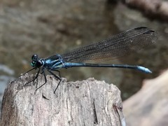 Bayadera brevicauda