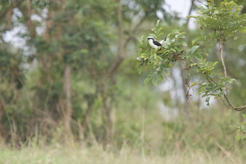 Grey-backed Fiscal (Lanius excubitoroides), photo 3