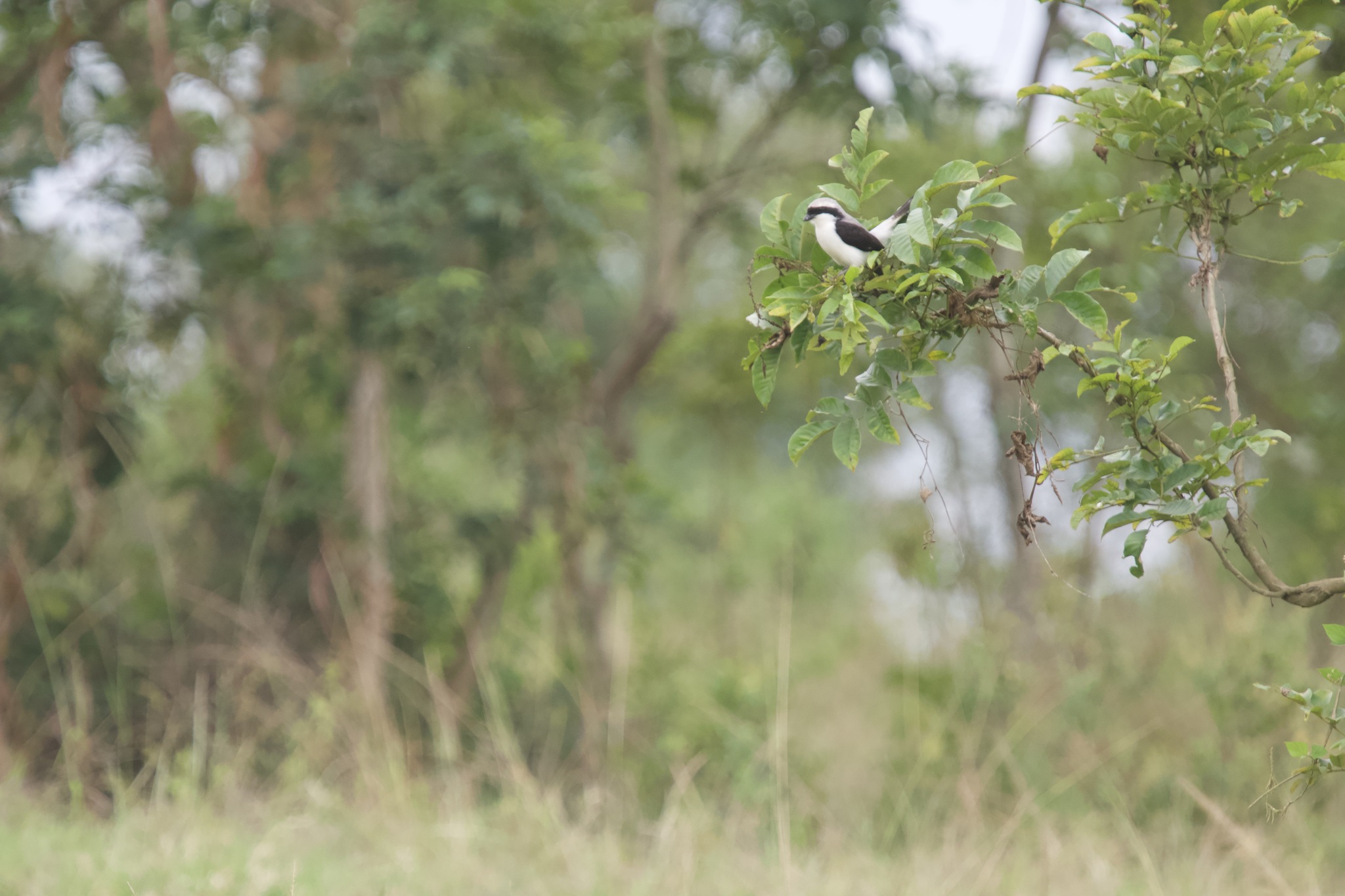 Grey-backed Fiscal (Lanius excubitoroides), photo 3