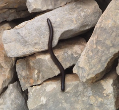 Archispirostreptus syriacus