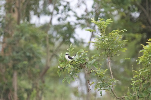 Grey-backed Fiscal (Lanius excubitoroides), photo 4