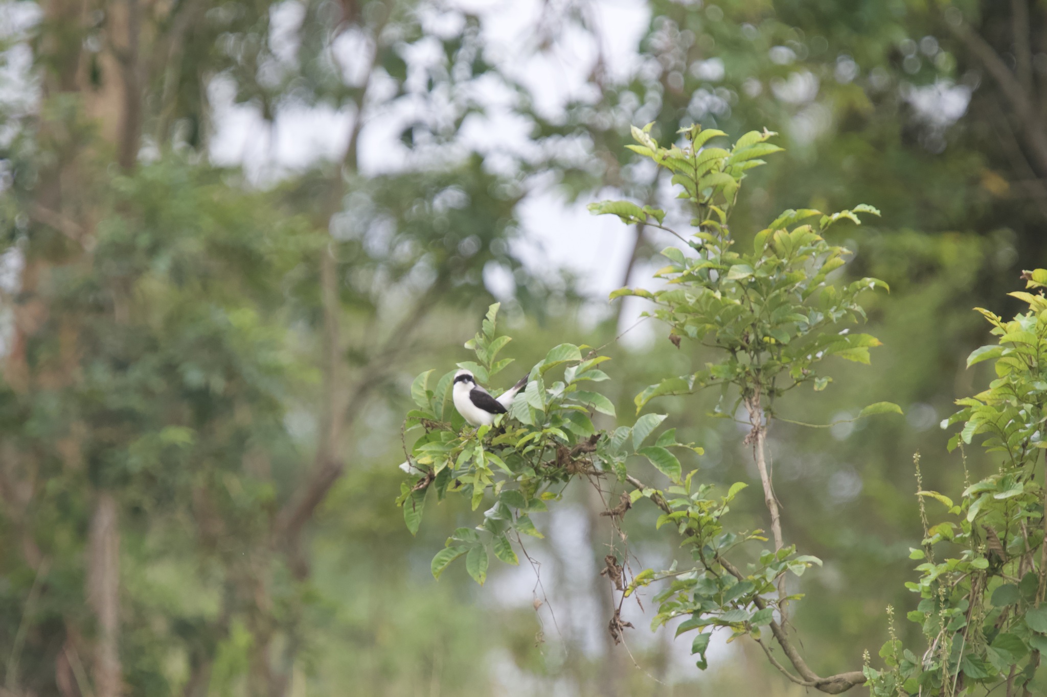 Grey-backed Fiscal (Lanius excubitoroides), photo 4