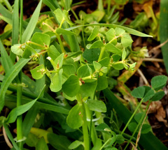 Euphorbia reuteriana