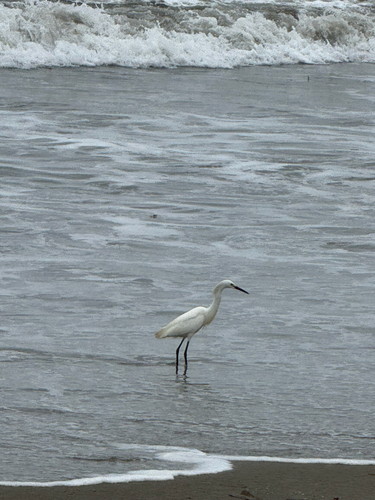 Snowy Egret