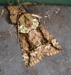 Calathusa glaucopasta