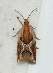 Ancylis comptana
