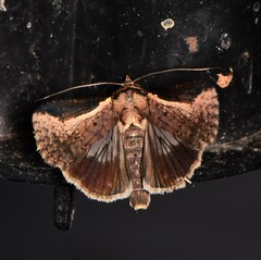 Lophoptera vittigera