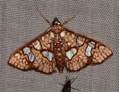 Glyphodes canthusalis