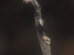 Cyclosa insulana