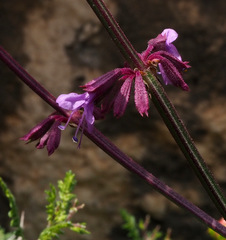 Salvia judaica