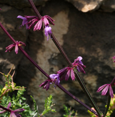 Salvia judaica