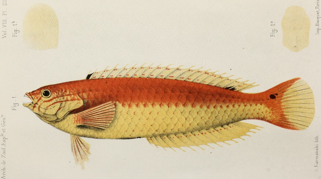 Tristan Da Cunha Rainbow Wrasse