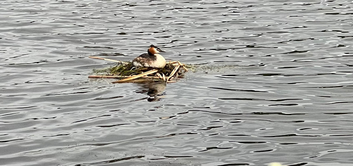 iNaturalist image