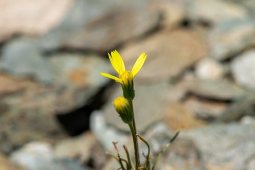Malacothrix glabrata, 2026-06-03