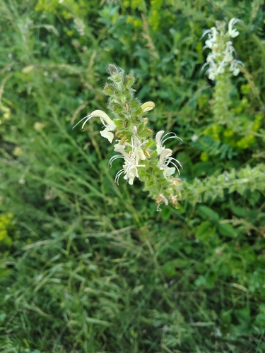 Salvia austriaca, 2026-06-06