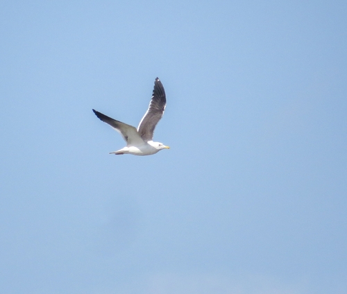iNaturalist image