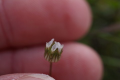 Trifolium microdon