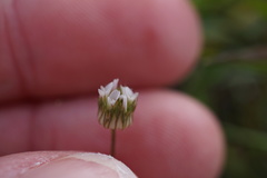 Trifolium microdon