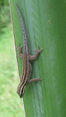 Lygodactylus tsavoensis