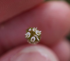 Trifolium microdon