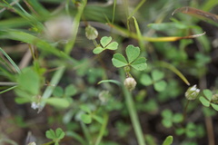 Trifolium microdon