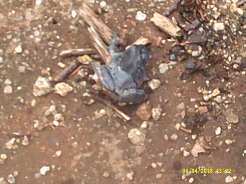 iNaturalist observation photo of Frogs and Toads