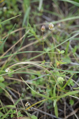 Trifolium microdon