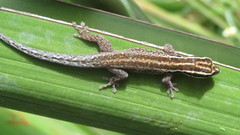 Lygodactylus tsavoensis