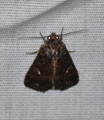 Condica albigera