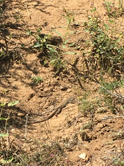 Aspidoscelis tigris tigris