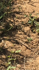 Aspidoscelis tigris tigris