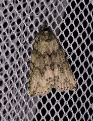 Calathusa basicunea