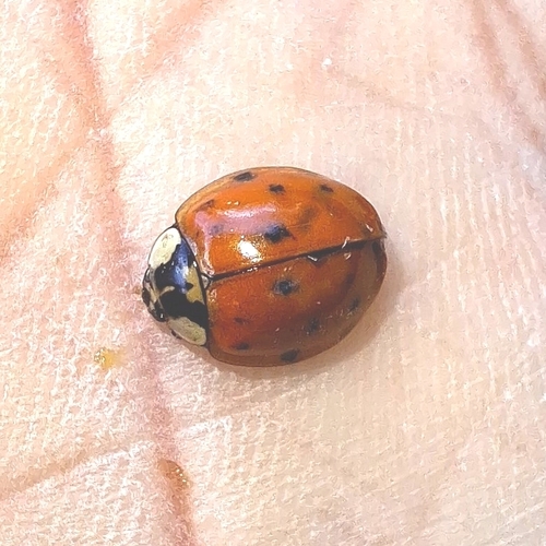 Asian Lady Beetle