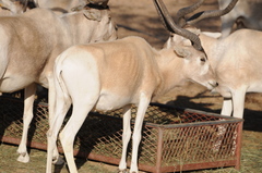Addax photo 5