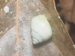 Amphidromus