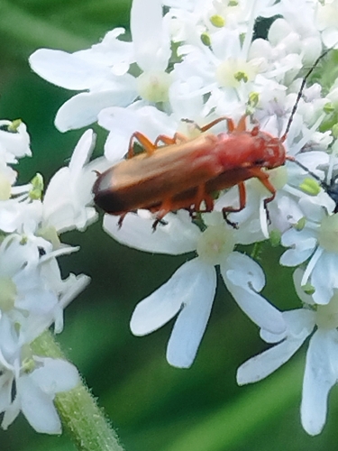 Common Red Soldier Beetle